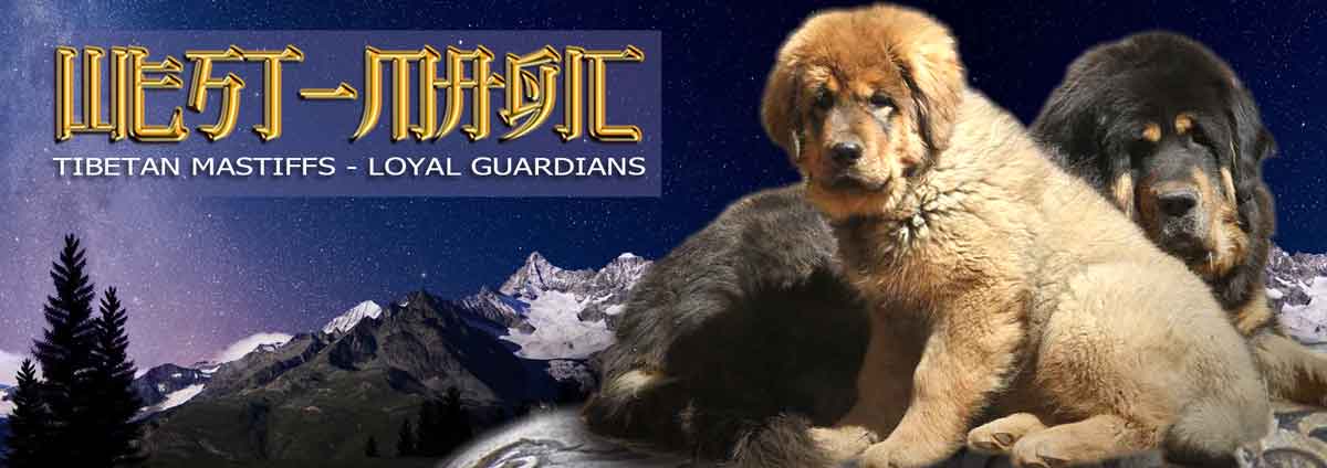 TIBETAN MASTIFF WEST MAGIC